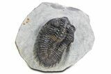 Bug-Eyed Coltraneia Trilobite Fossil - Ofaten, Morocco #359160-3